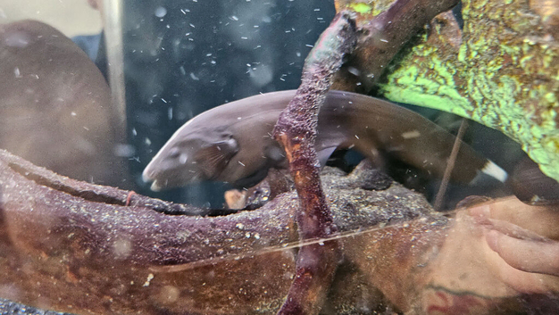 Pictus and black ghost knifefish