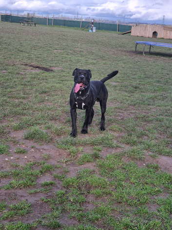 Pressa canario x bullmastiff