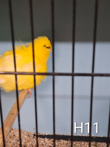 Female canaries for rehoming