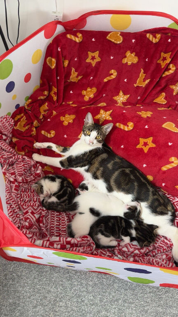 Beautiful bengals