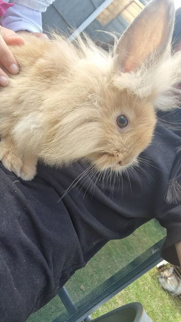 Beautiful lionhead