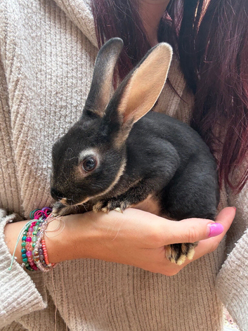 Mini Rex black otter bunnies