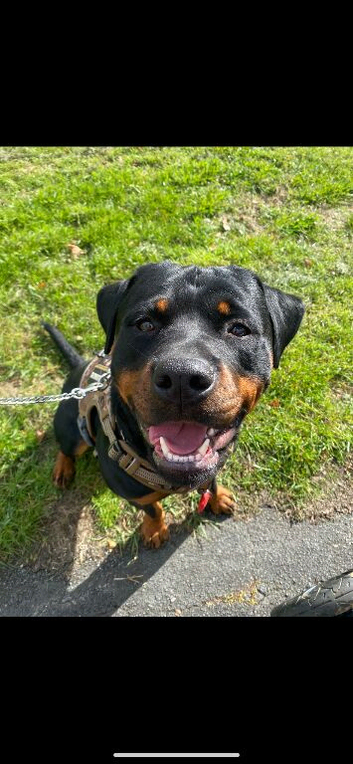 ️ Gorgeous Young Rottweiler Boom Looking for His Forever Home ️