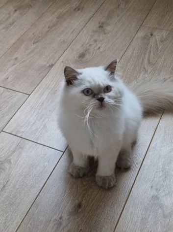 Lilac point British shorthair boy