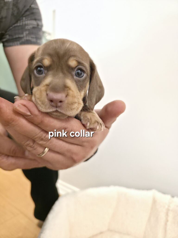 PEDIGREE KC MINIATURE DACHSHUND PUPPIES ️