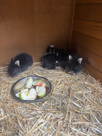 Rabbits