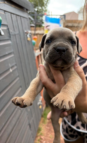Cane corso pups