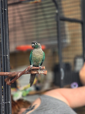 Conure and quaker for sale