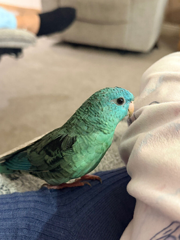 Blue lineolated parakeet