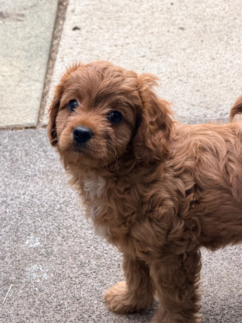 Gorgeous Cavapoo puppies 2 boys hereditary health tested clear. Ready now