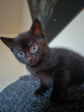 Kittens