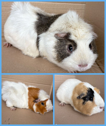 Guineapigs