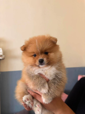4 beautiful Pomeranians  Available