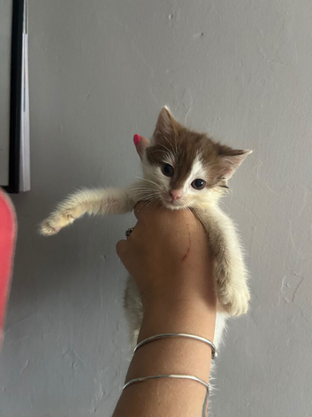 Beautiful kittens for new homes