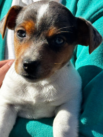 ️ mini Jack Russell&rsquo;s ️