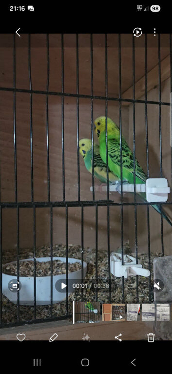 4 pairs and 2 spare cocks and a show hen