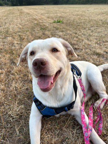 Beautiful labrador girl