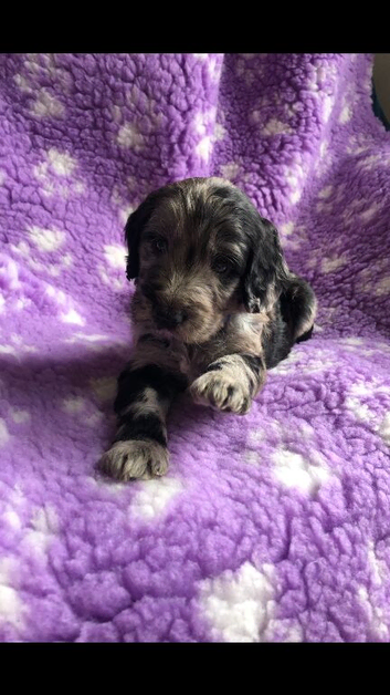 Exquisite cockapoo puppies from Health tested parents