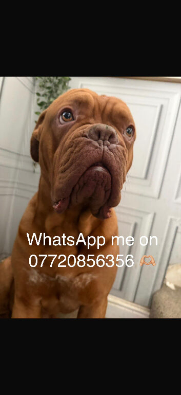 2 Year Old DogueDeBordeaux