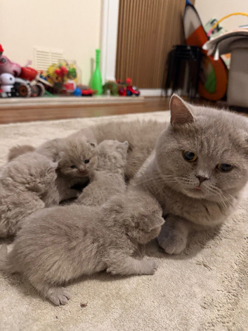British Shorthair Kittens
