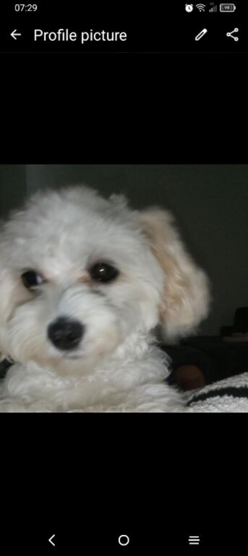 Maltese