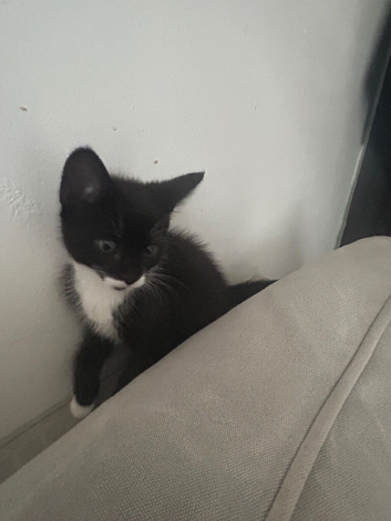 Adorable Male & Female Kittens Looking for a Loving Home
