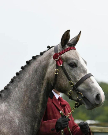 14.1hh Connemara Cross 5 year old.