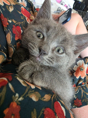 Rehoming 2 kittens