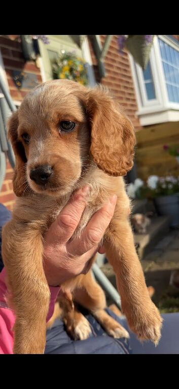 F2 cockapoo puppy boys ready to go to their new family