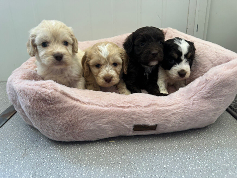 F1 cockerpoo puppies