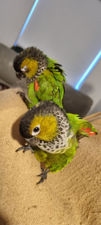 Black capped conures