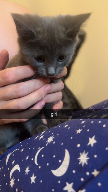 Kittens for sale Wrexham