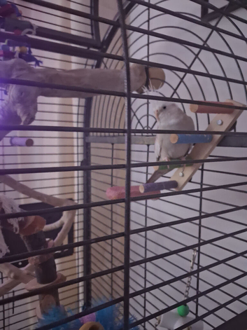 Cockatiel with full set up