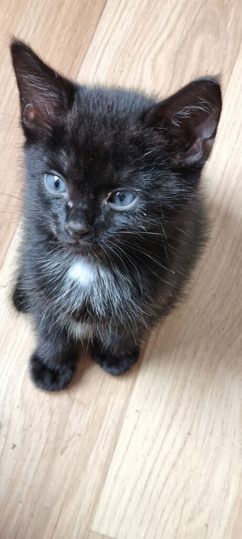 9 week old kitten