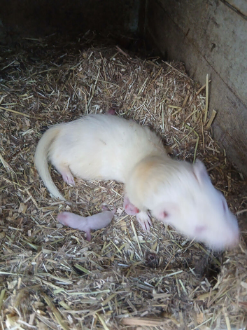 Ferret kits all reserved for now