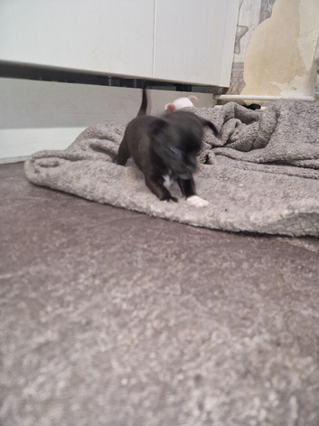 Chihuahua puppy's ready to leave