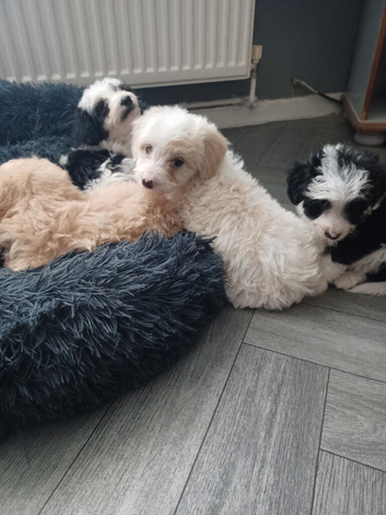 Beautifully bordoodle pups