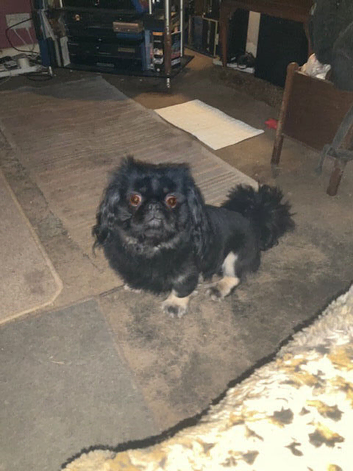 Black & Fawn 19 month old Pekingese