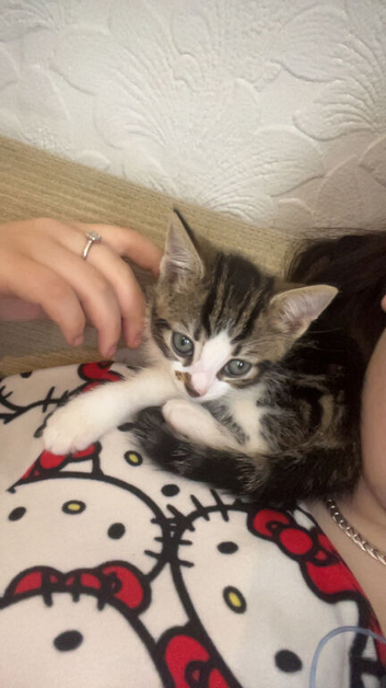 2 kittens 1 male 1 female