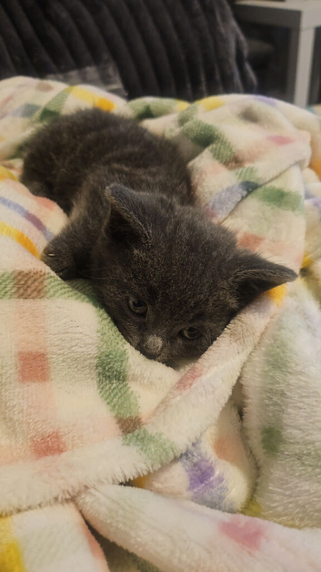 9 weeks old pair of kittens