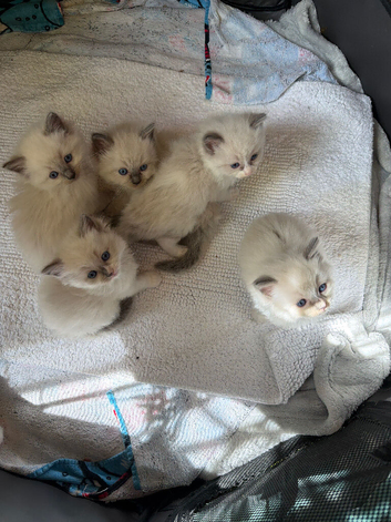 Amazing blue point kittens for sale