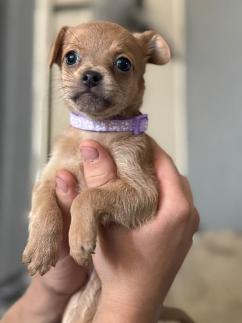 DACHSHUND X FRENCHIE