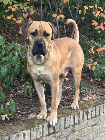 Beautiful rare fawn cane corso for stud