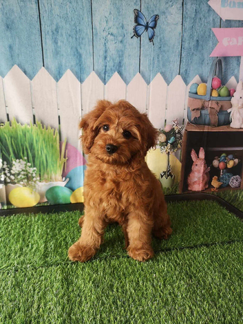 Cavapoo