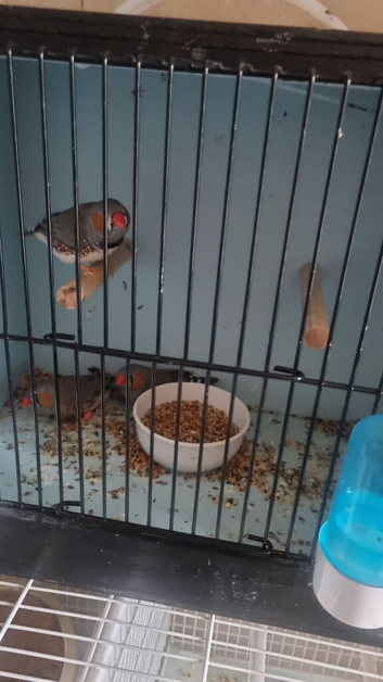 3 zabra finches cock