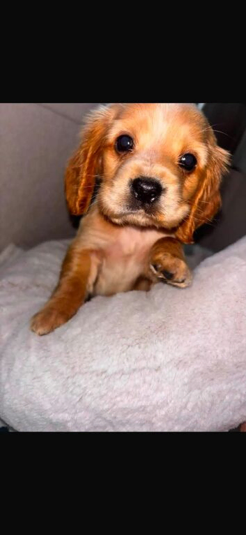 Cocker spaniel puppies