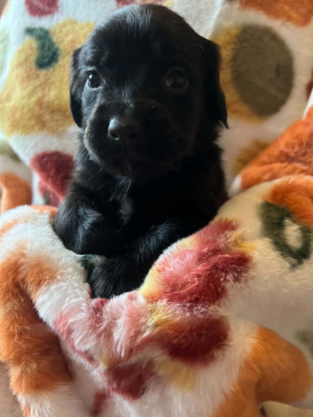 Cockerspaniel x Rottweiler