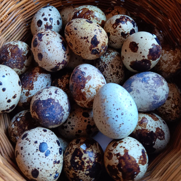 15 Coturnix Quail Hatching eggs