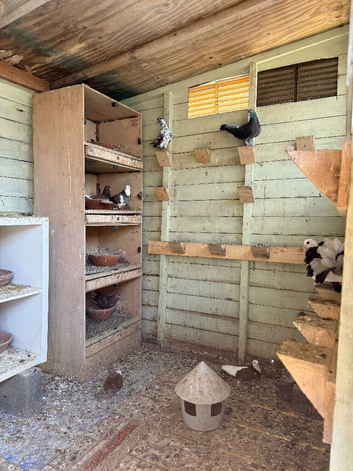 Fantails hen