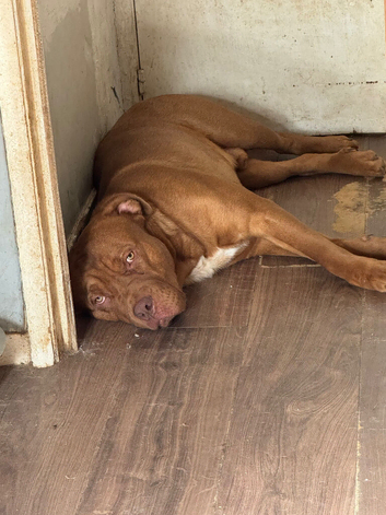 Dogue de Bordeaux cross springer